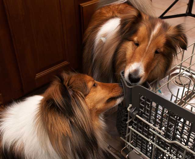Dogs cleaning the dishes